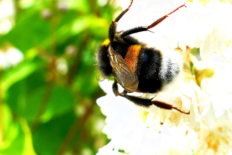 acker默,蜜蜂,花