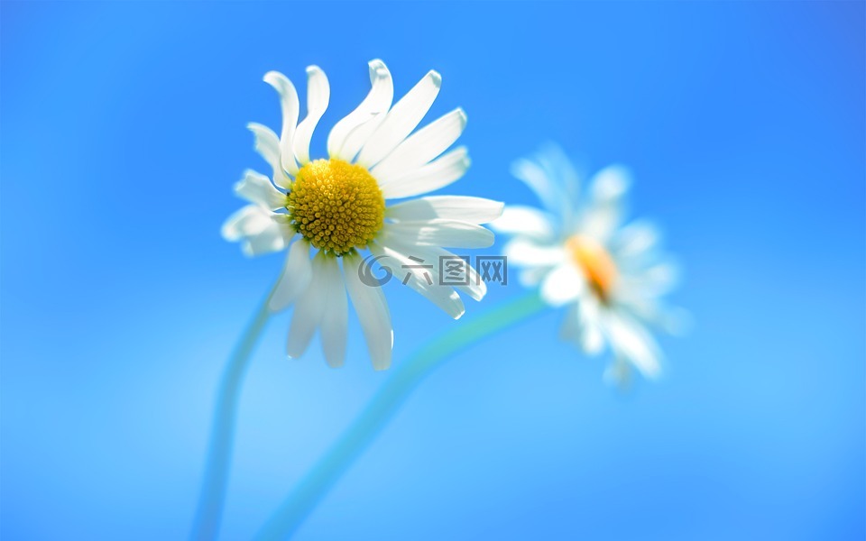 雏菊,白色的花瓣,黄中心