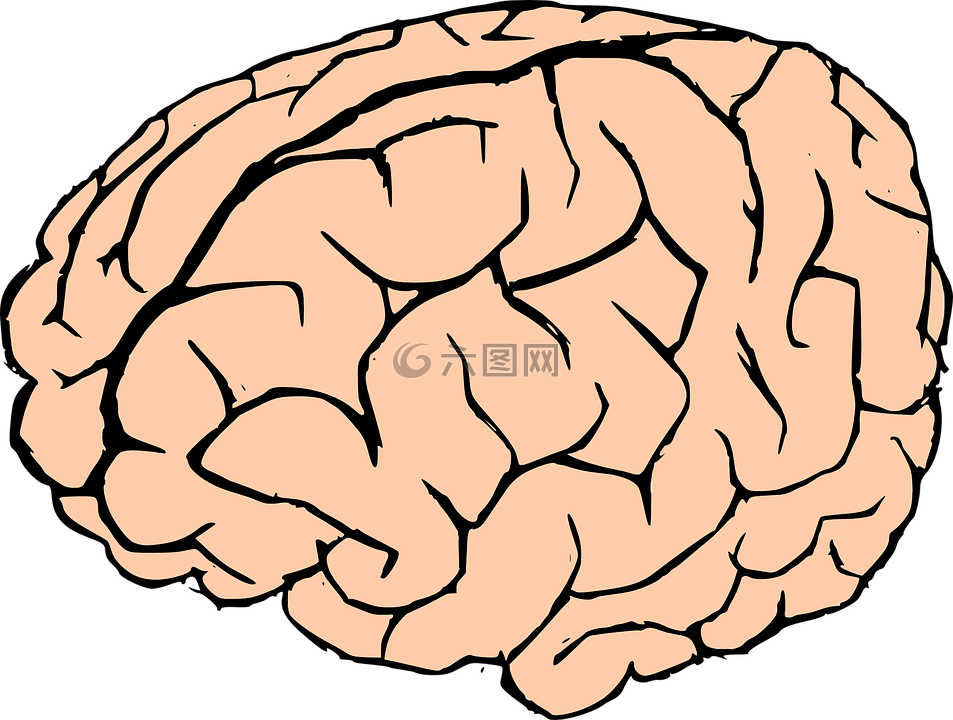 脑,人类的大脑,知识
