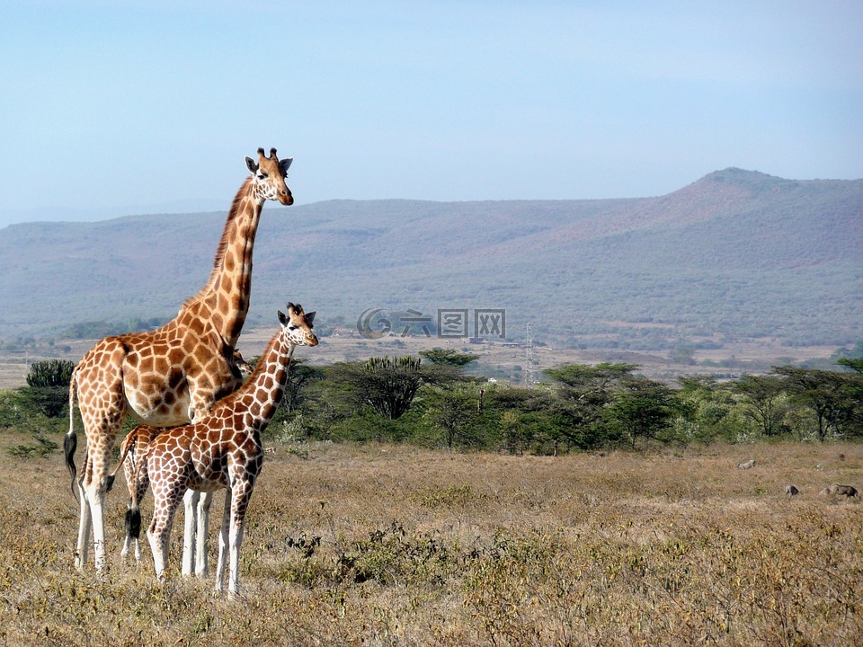 长颈鹿,肯尼亚,kigio