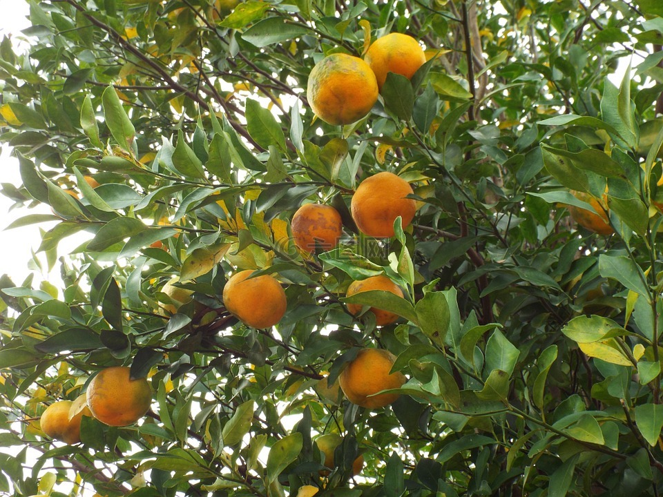 水果,佛手柑,橘子