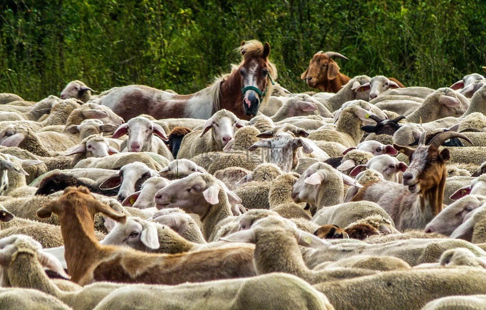 羊群的羊,性质,牧场