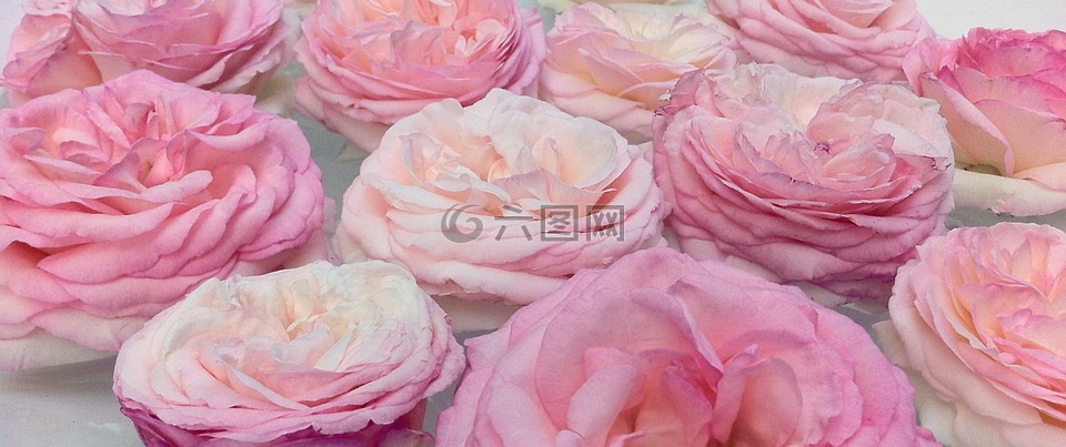 玫瑰,粉红色,横幅