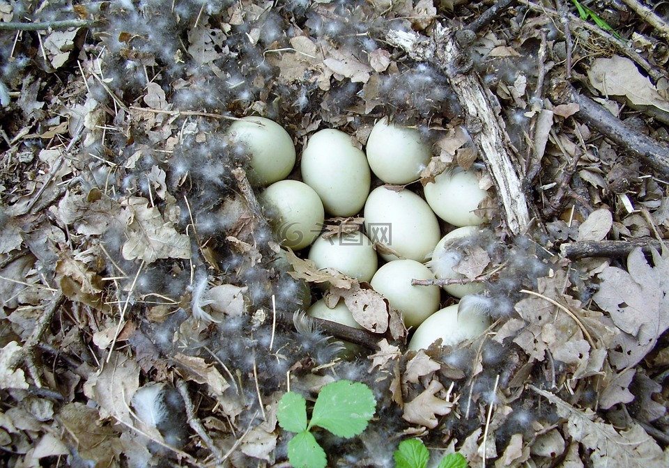 鸡蛋,巢,鸭蛋