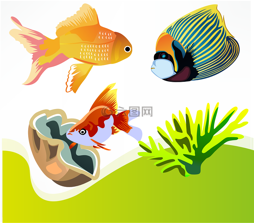 鱼,金鱼,海洋生物多样性