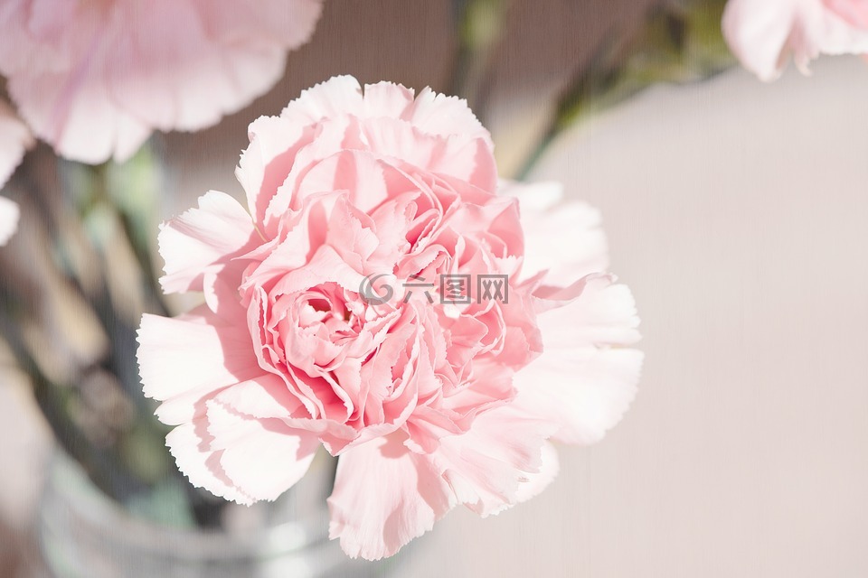 香石竹,花,开花