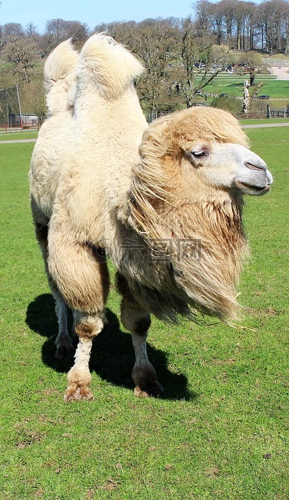 駱駝駝峰野生動物園