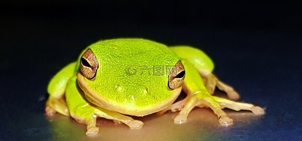 青蛙,树蛙,美国绿色树蛙
