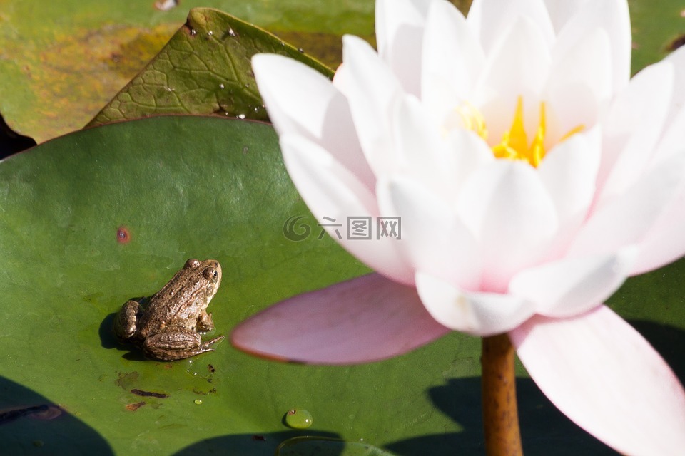 青蛙,睡莲,湖玫瑰