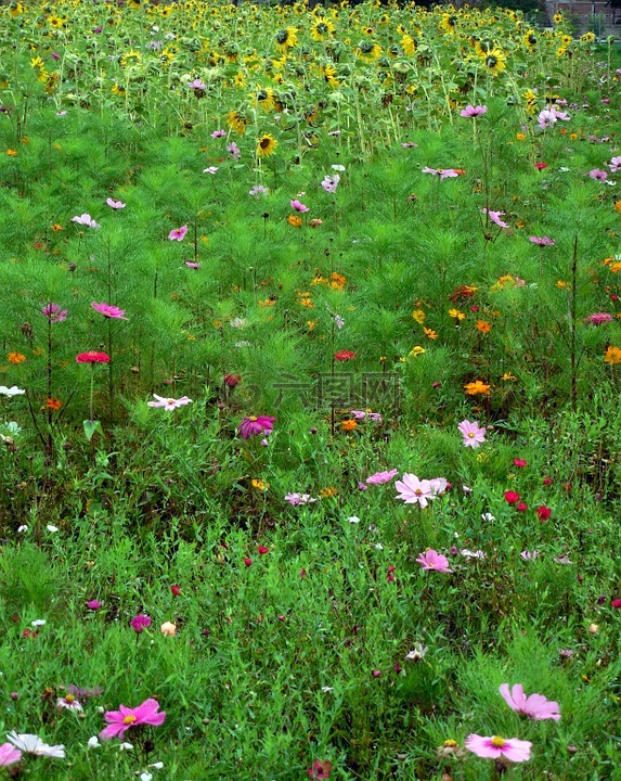 草地,鲜花,向日葵