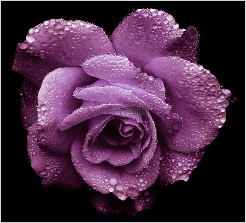 玫瑰,紫,浪漫