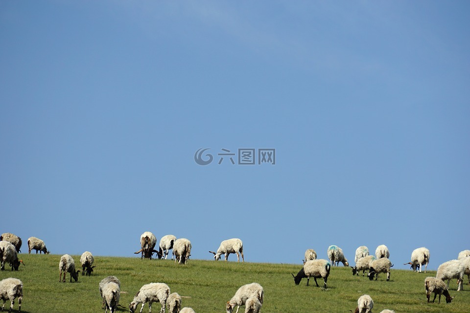 草原,羊群,夏天
