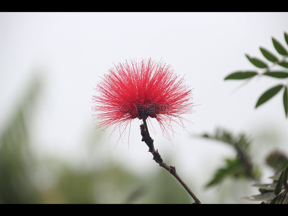 albizua合欢,合欢,鲜花