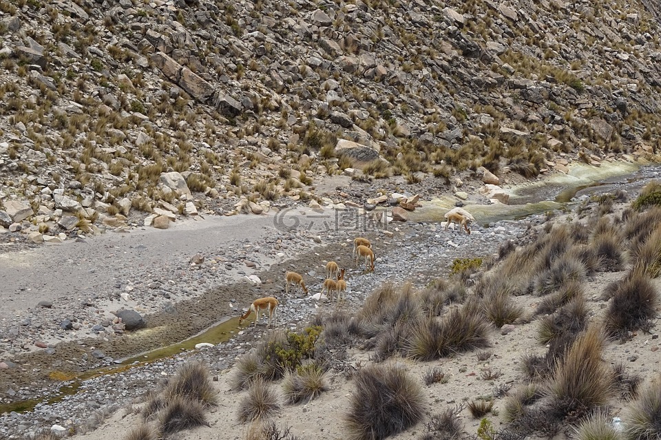 vicuñas,安第斯山脉,秘鲁