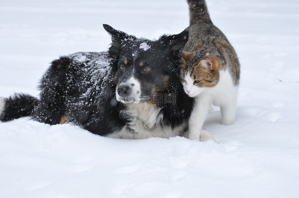 狗,猫,雪
