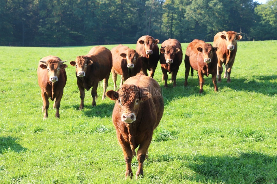 vaches见,牛群,养殖高清图库素材免费下载(图片编号:7096692)