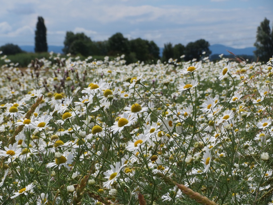 tripleurospermum 广东,无臭mayweed,无臭甘菊