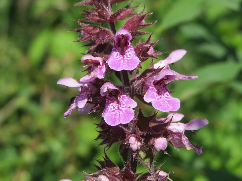 鼬瓣花 tetrahit,常见的麻荨麻,brittlestem hempnettle