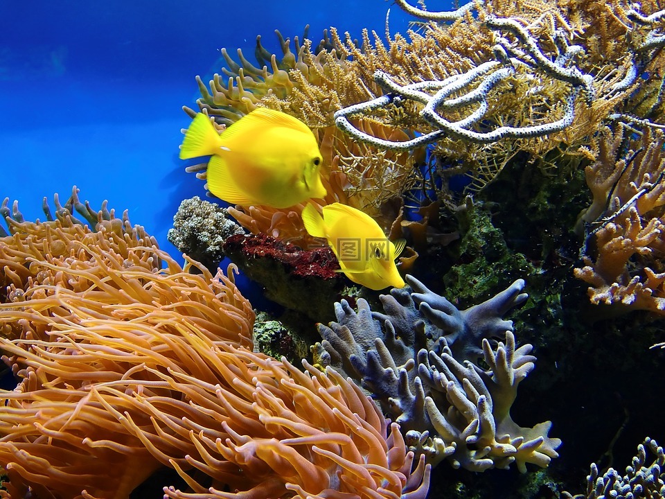 珊瑚,鱼,水下
