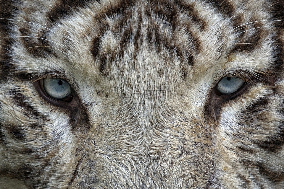 眼睛,白虎,虎