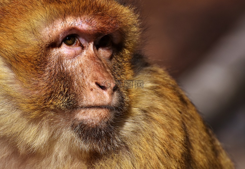 巴巴利猿,濒危物种,猴子山姆