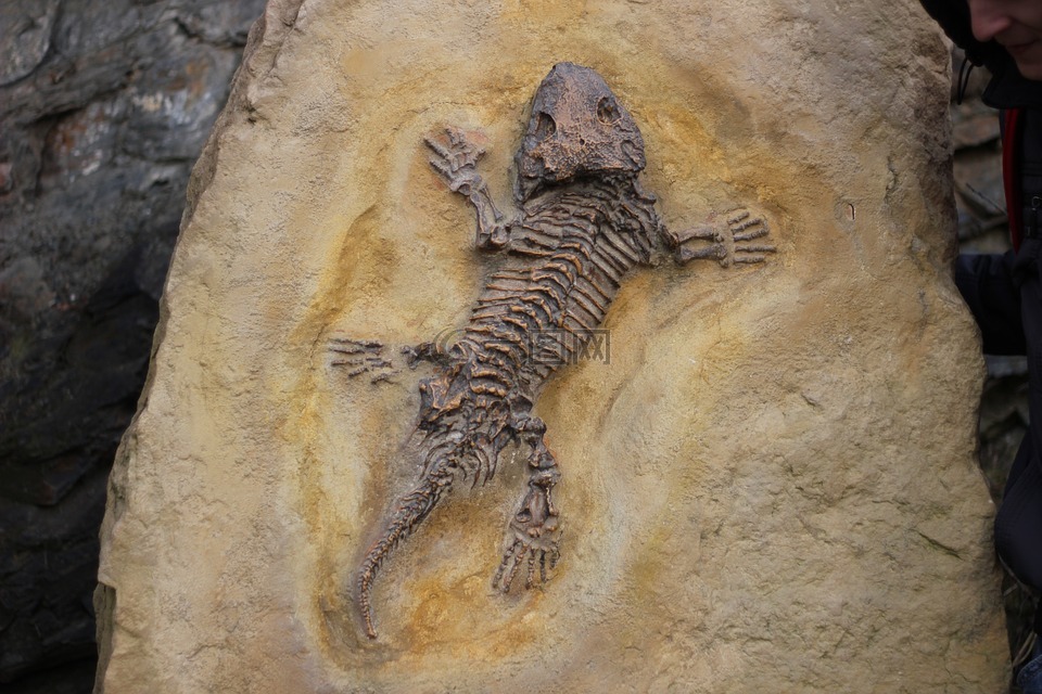 化石,骨,蜥蜴
