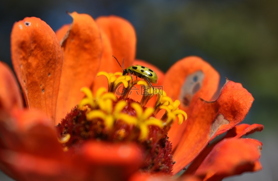 花,橙色,黄瓜甲虫