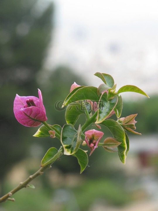 九重葛,花,洋红色