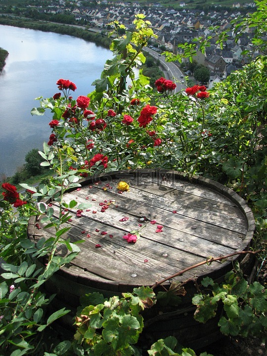 酒桶,玫瑰,mosel