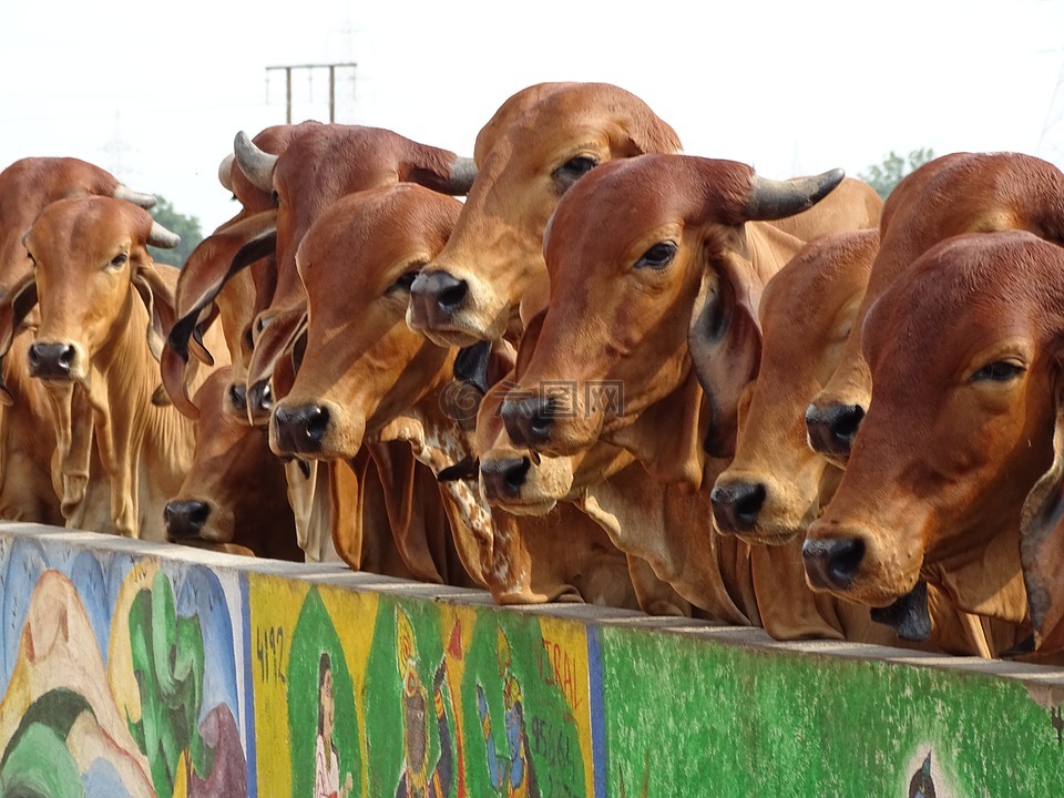 牛,印度,圣洁的母牛