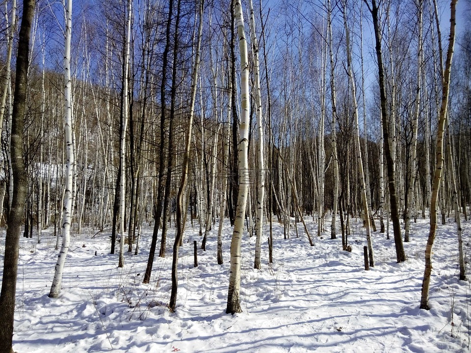哈尔滨,树林,雪