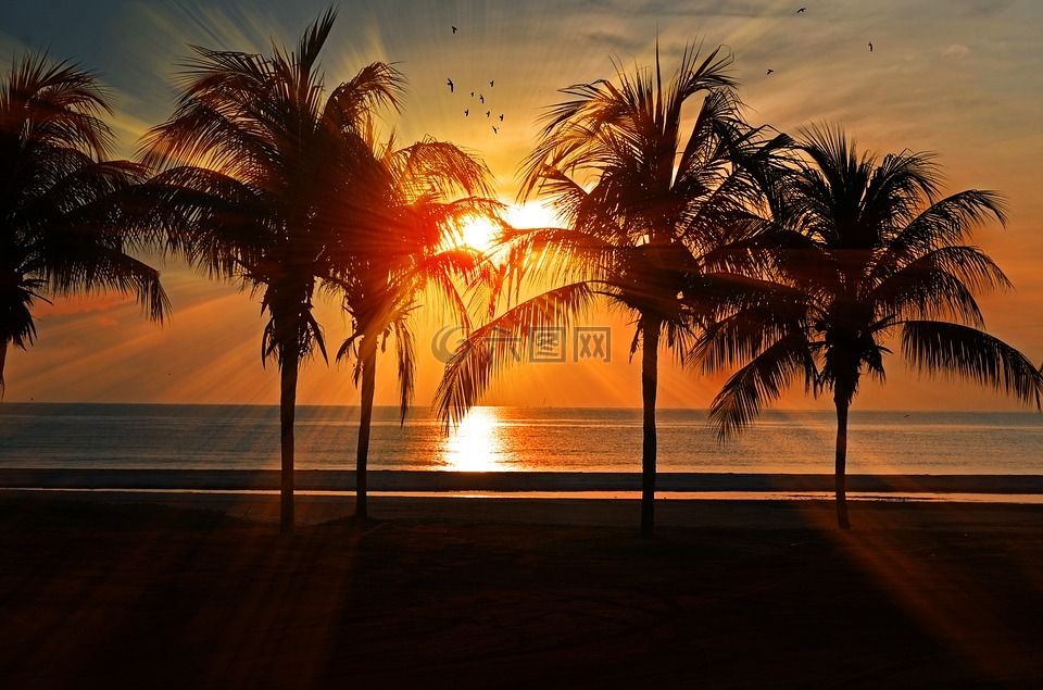 日落,海滩,棕榈