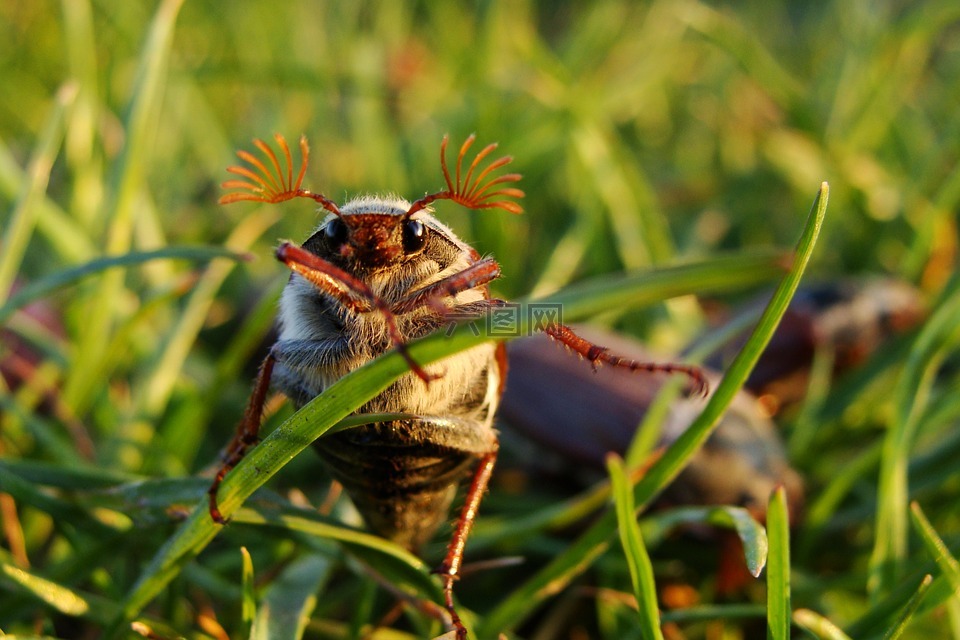 maybug,甲壳虫,宏