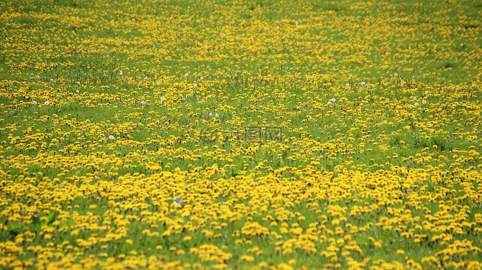 蒲公英,草地,黄色