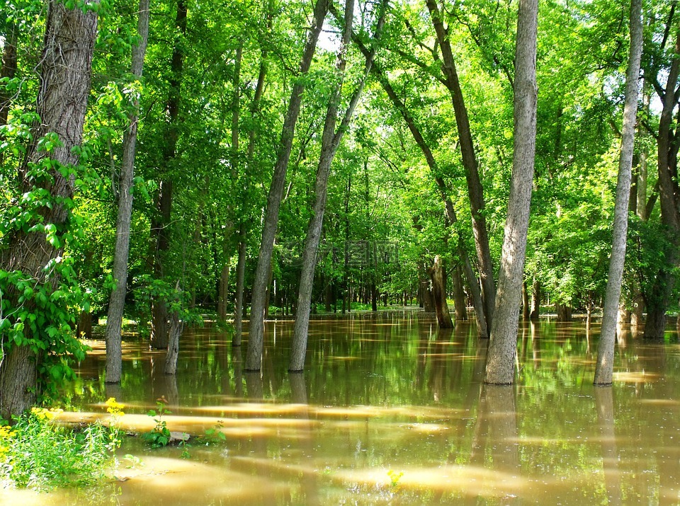 洪水,淹,森林
