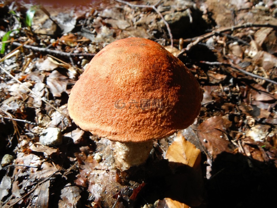 蘑菇,野生,红色