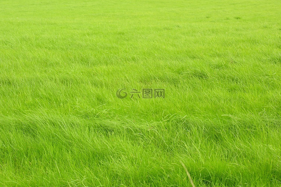 草,绿色,波