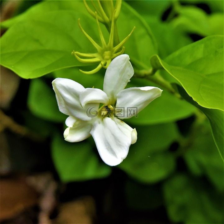 花,白,绿色的藤蔓