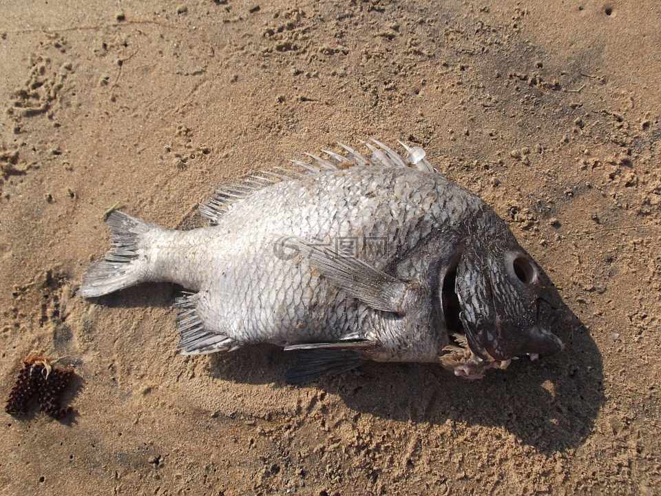 海滩鱼死