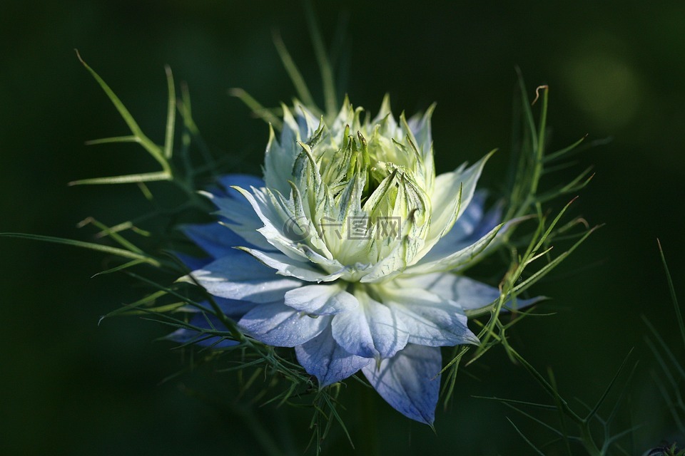 花,开花,junfer在绿色的