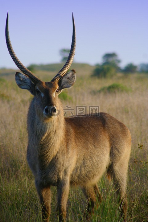 黑斑羚,aepyceros melampus,非洲