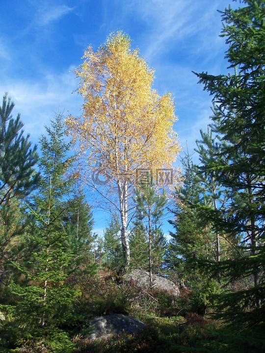 桦木,森林,瑞典