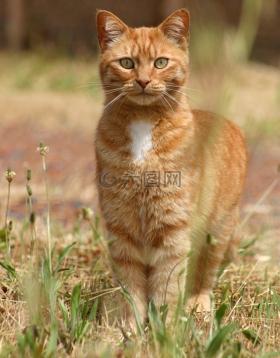 猫,动物,红色