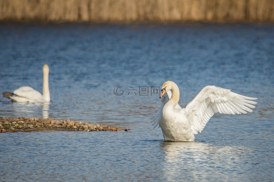 天鹅,湖,翅膀扇动