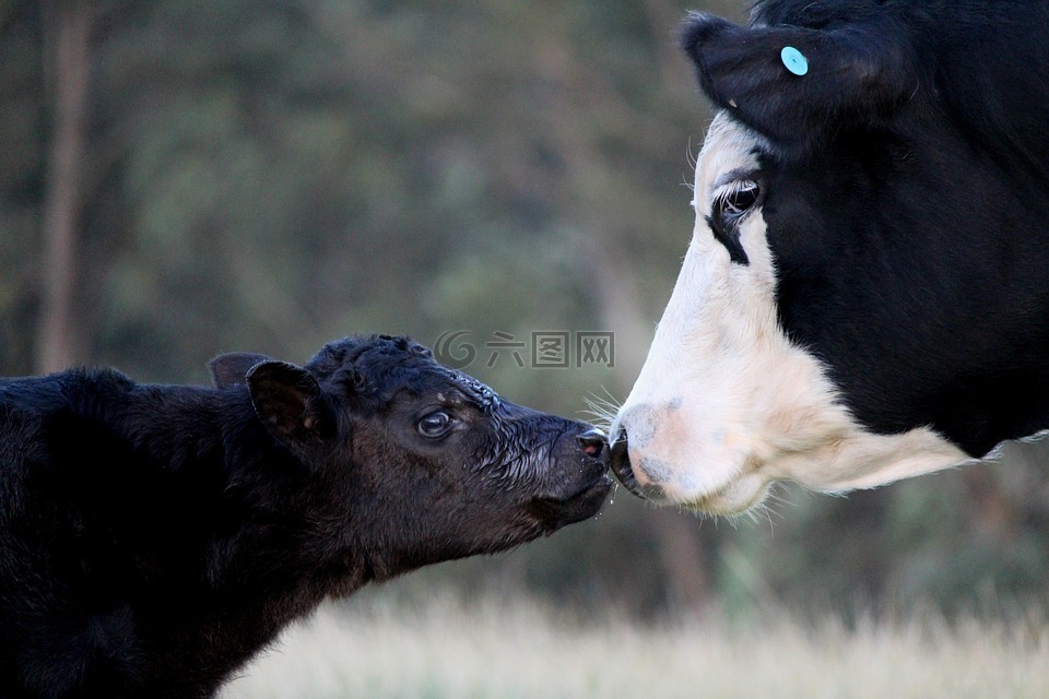 牛,小牛,母亲