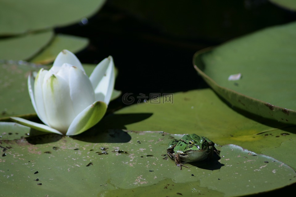 青蛙,莲花,绿色