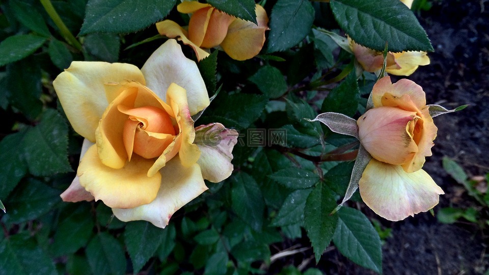 奶油色玫瑰,鲜花,芽