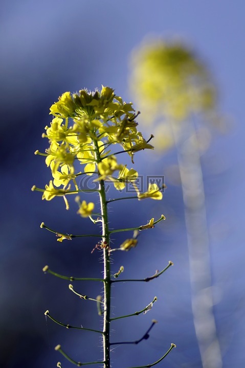 菜子,花,反思