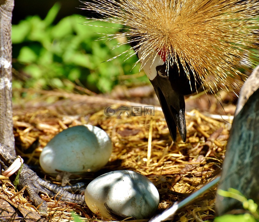 灰冠的鹤,蛋,鸟巢