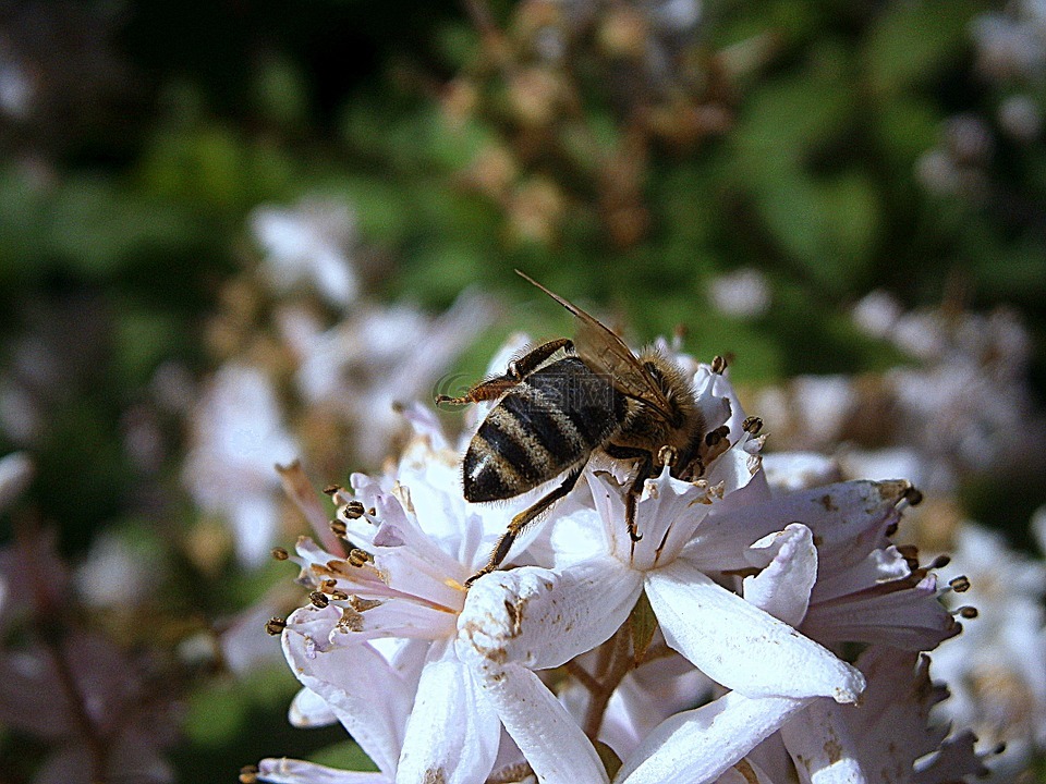 蜜蜂,昆虫,里面的工人